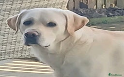 Labrador Retriever dogs for sale: Adorable Golden Labrador Puppies – 2M/2F left - Image 9