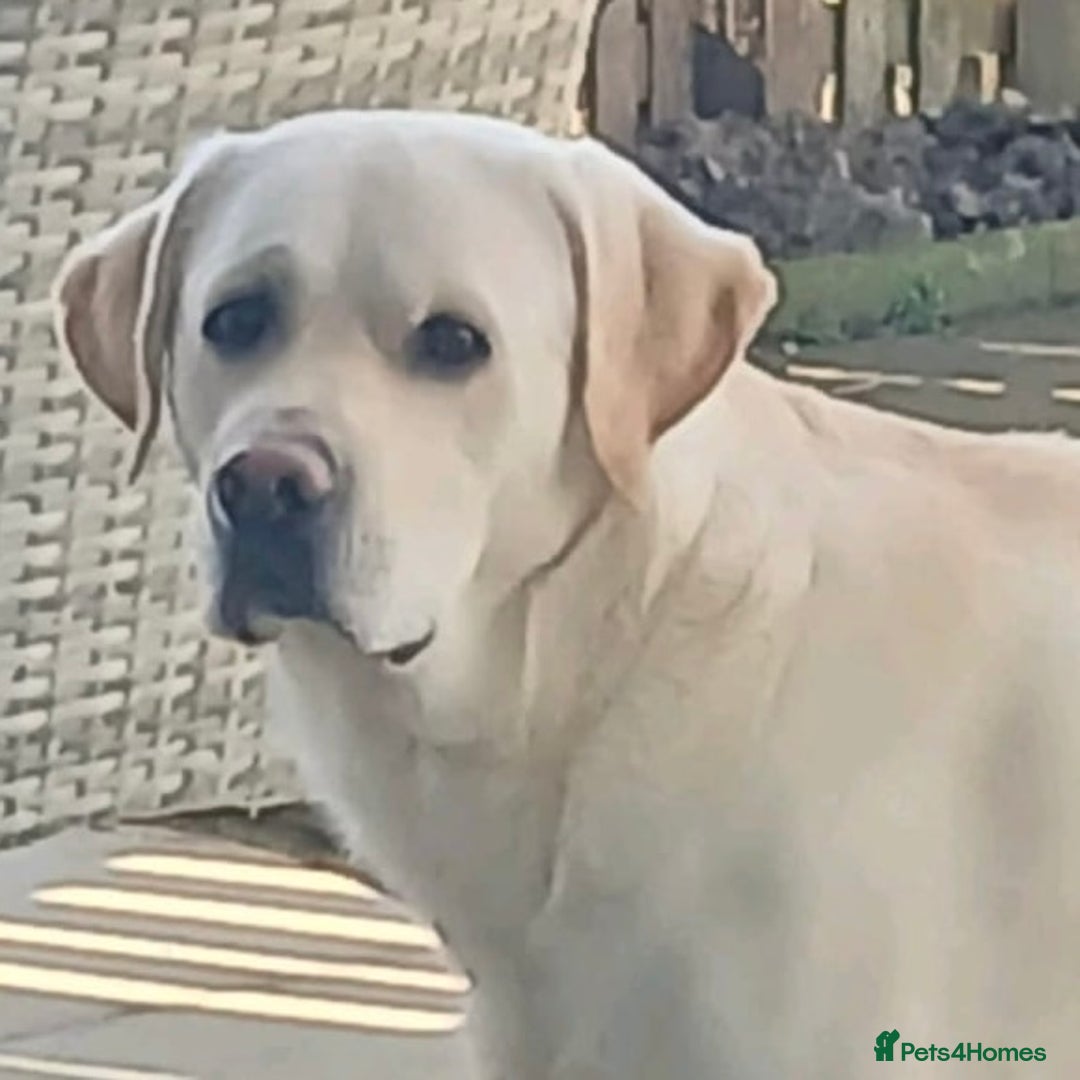 Labrador Retriever dogs for sale: Adorable Golden Labrador Puppies – 2M/2F left - Image 9