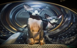 Sphynx cats for sale: Sphynx cross BSH kitten - Image 4