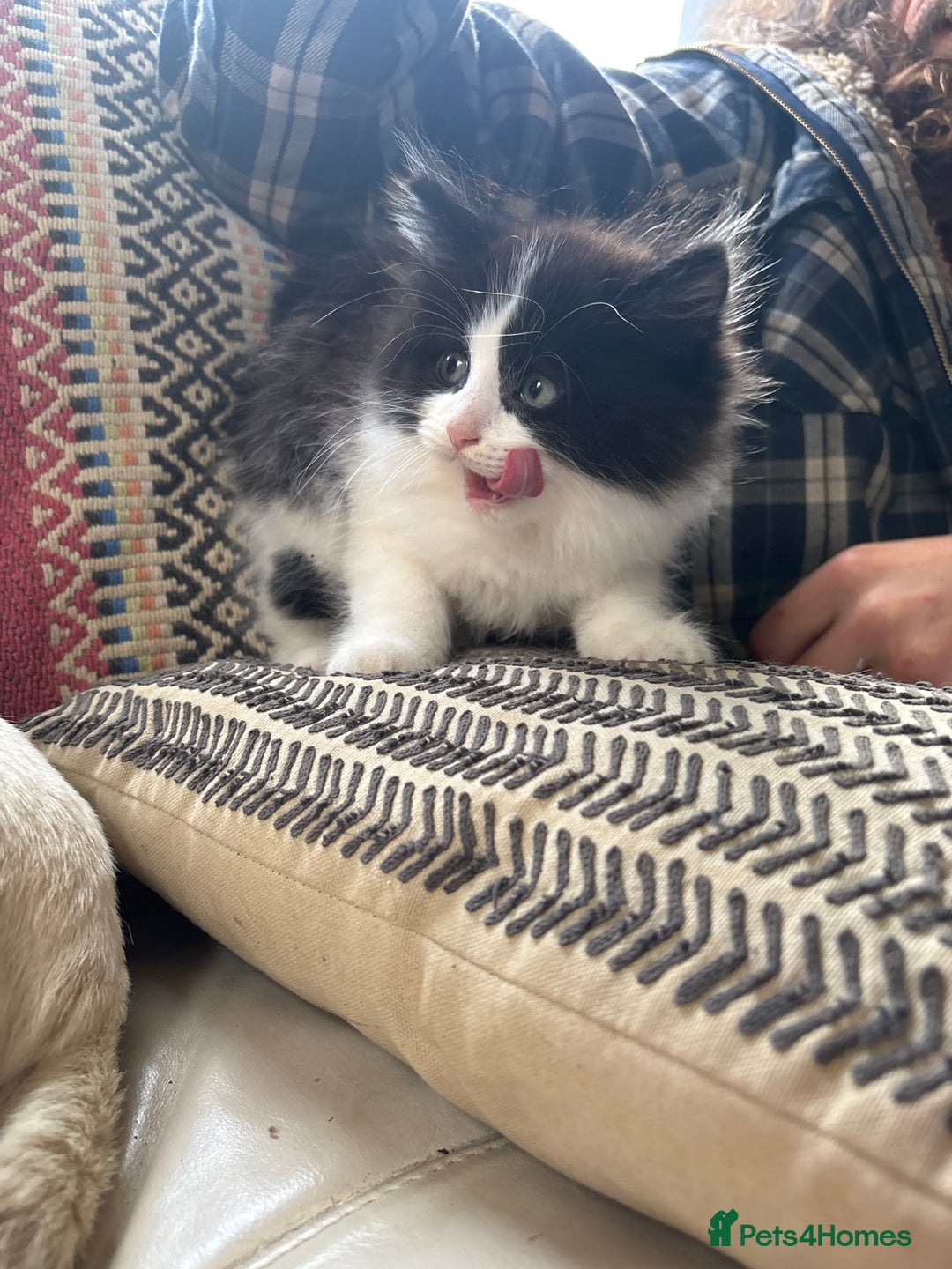 Maine Coon cats for sale: Angora x main coon kittens - Image 5