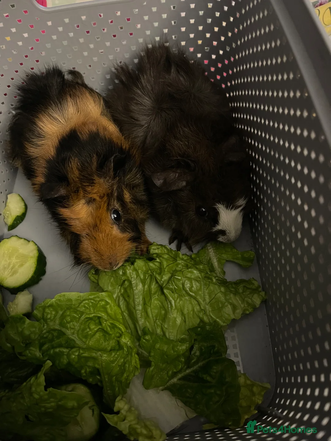Guinea Pig rodents for sale: 2 male bonded guinea pig brothers  - Advert 2