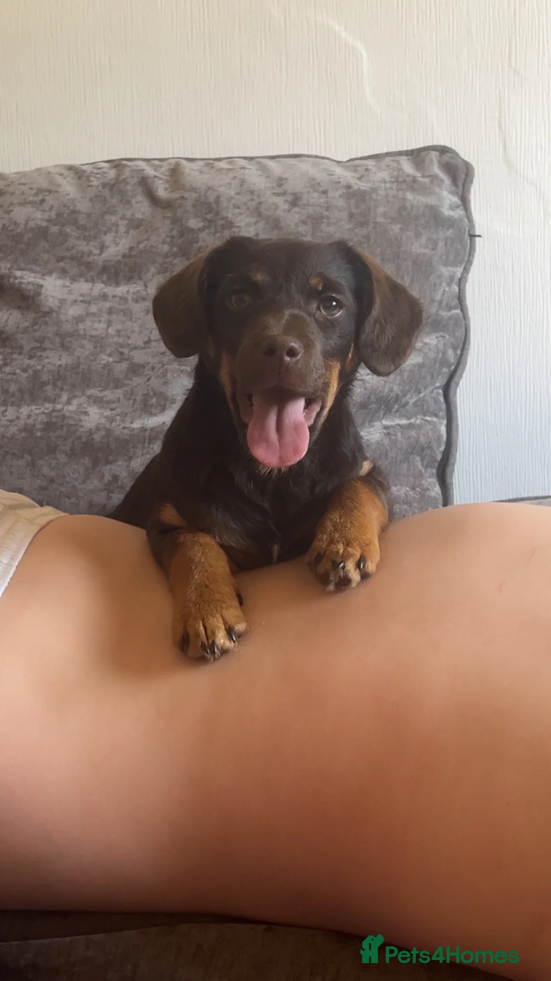 Jackshund dogs for sale: Coco  - Advert 3