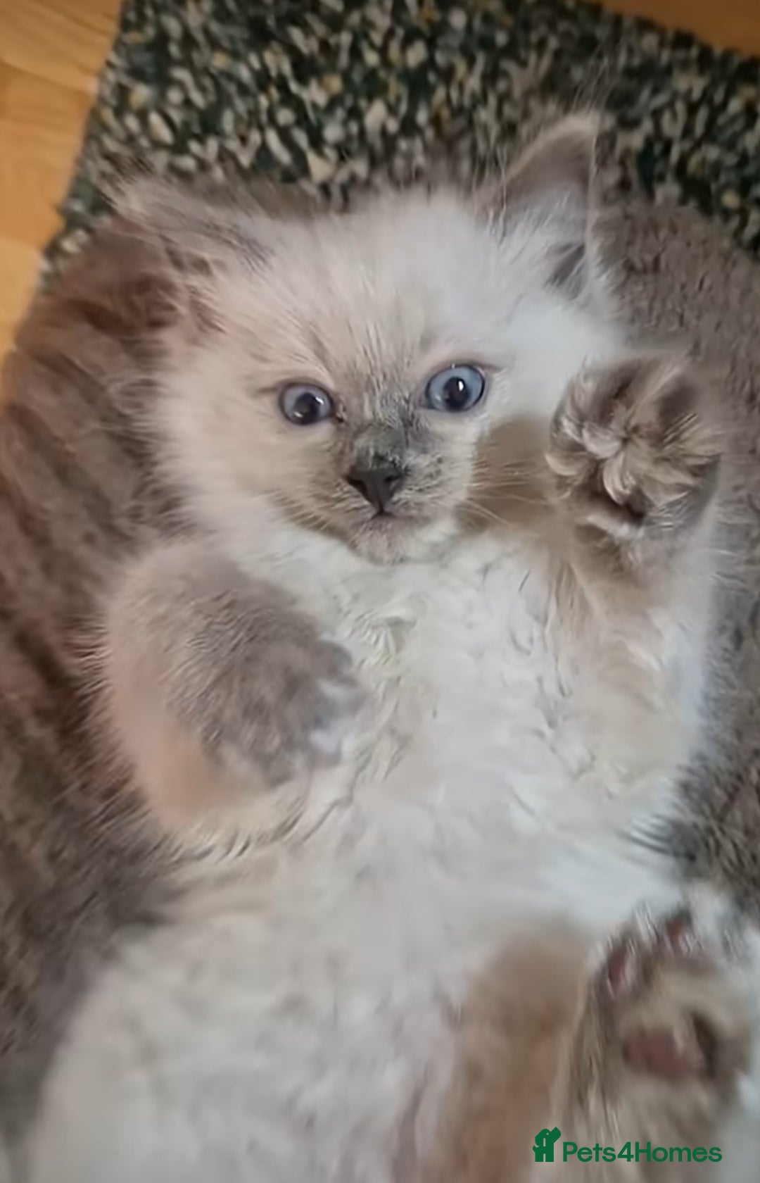 Ragdoll cats for sale: Adorable Ragdoll Kitten Ready for a loving home - Advert 4