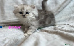 Persian cats for sale: **LAST ONE** Stunning pure Persian Kittens PKD Neg - Image 9