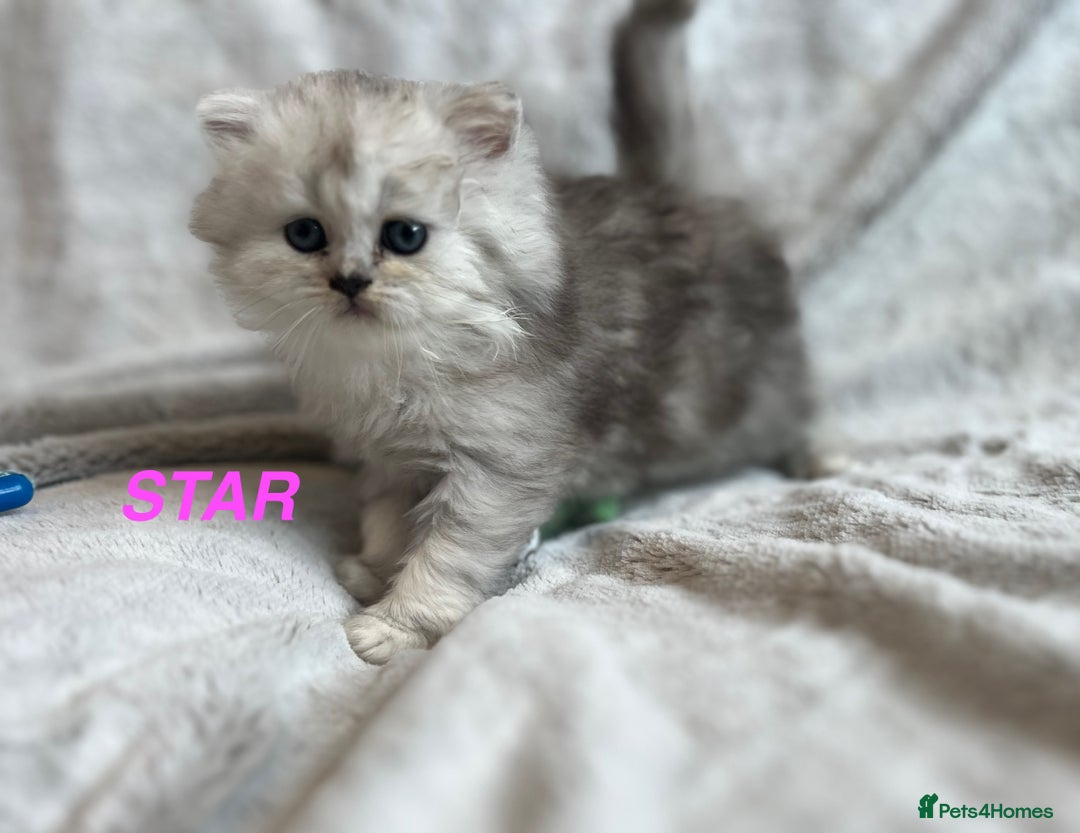 Persian cats for sale: **LAST ONE** Stunning pure Persian Kittens PKD Neg - Image 9