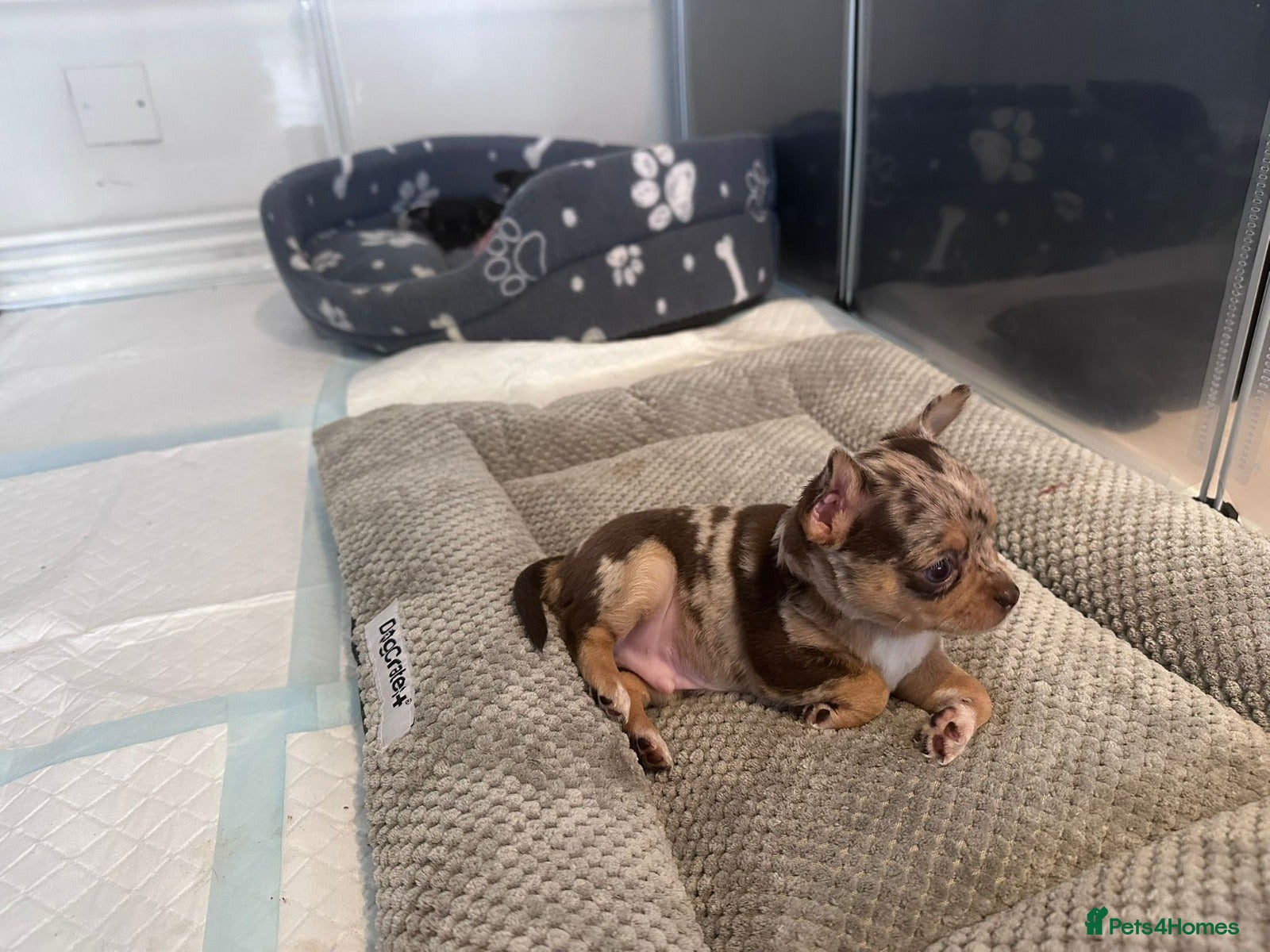 Chihuahua dogs Rare Chocolate Dapple Chihuahua Puppies - Advert 2