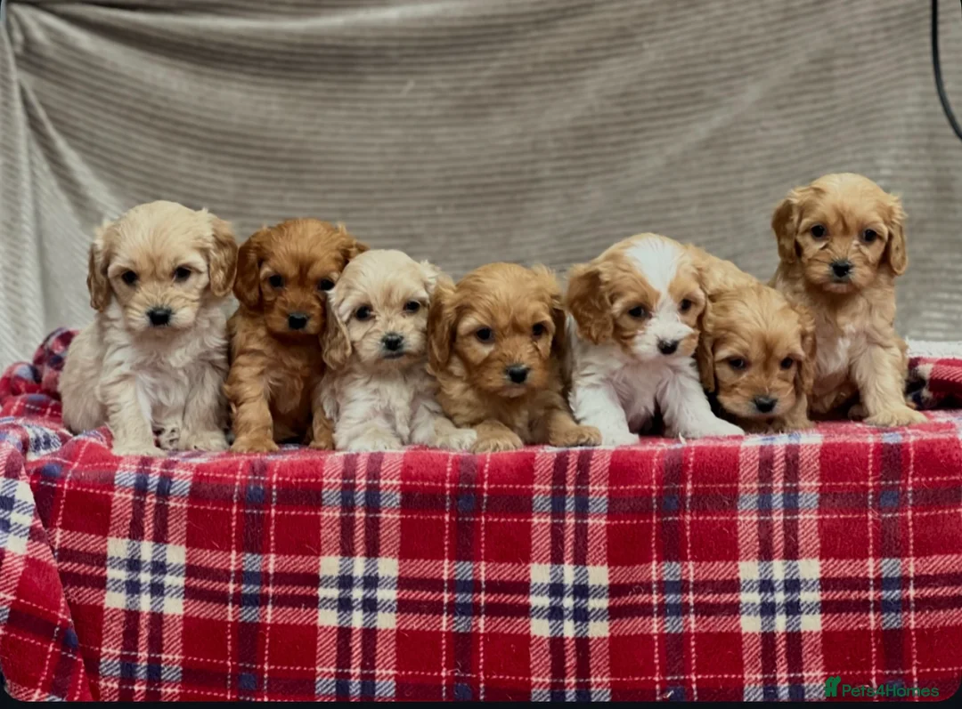 Cavapoochon dogs for sale: BEAUTIFUL CAVAPOOCHON PUPPIES - Advert 10