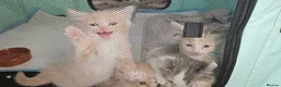 Mixed Breed cats for sale: Diluted Kittens READY for their forever homes  - Advert 7