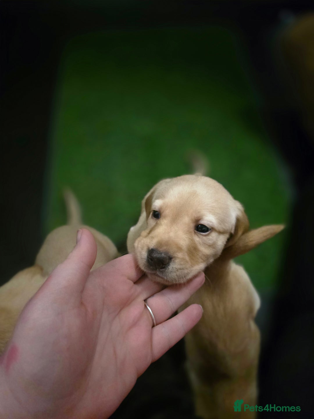 Labrador Retriever dogs for sale: Beautiful labrador retriever puppies  - Advert 4