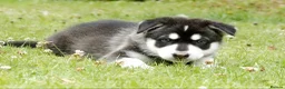 Northern Inuit dogs for sale: Last boy available from health tested parents - Advert 28