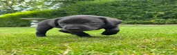 Labrador Retriever dogs for sale: FTCH KC Labrador puppies - Advert 4
