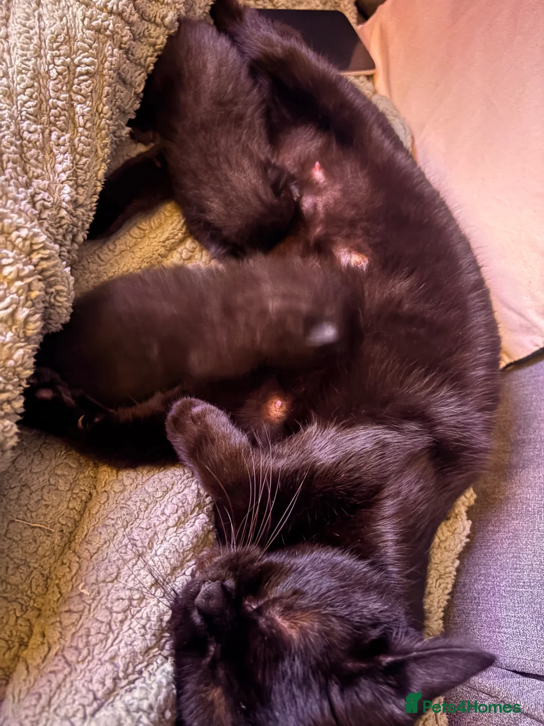 Mixed Breed cats for sale: 4 beautiful baby kittens - Advert 6