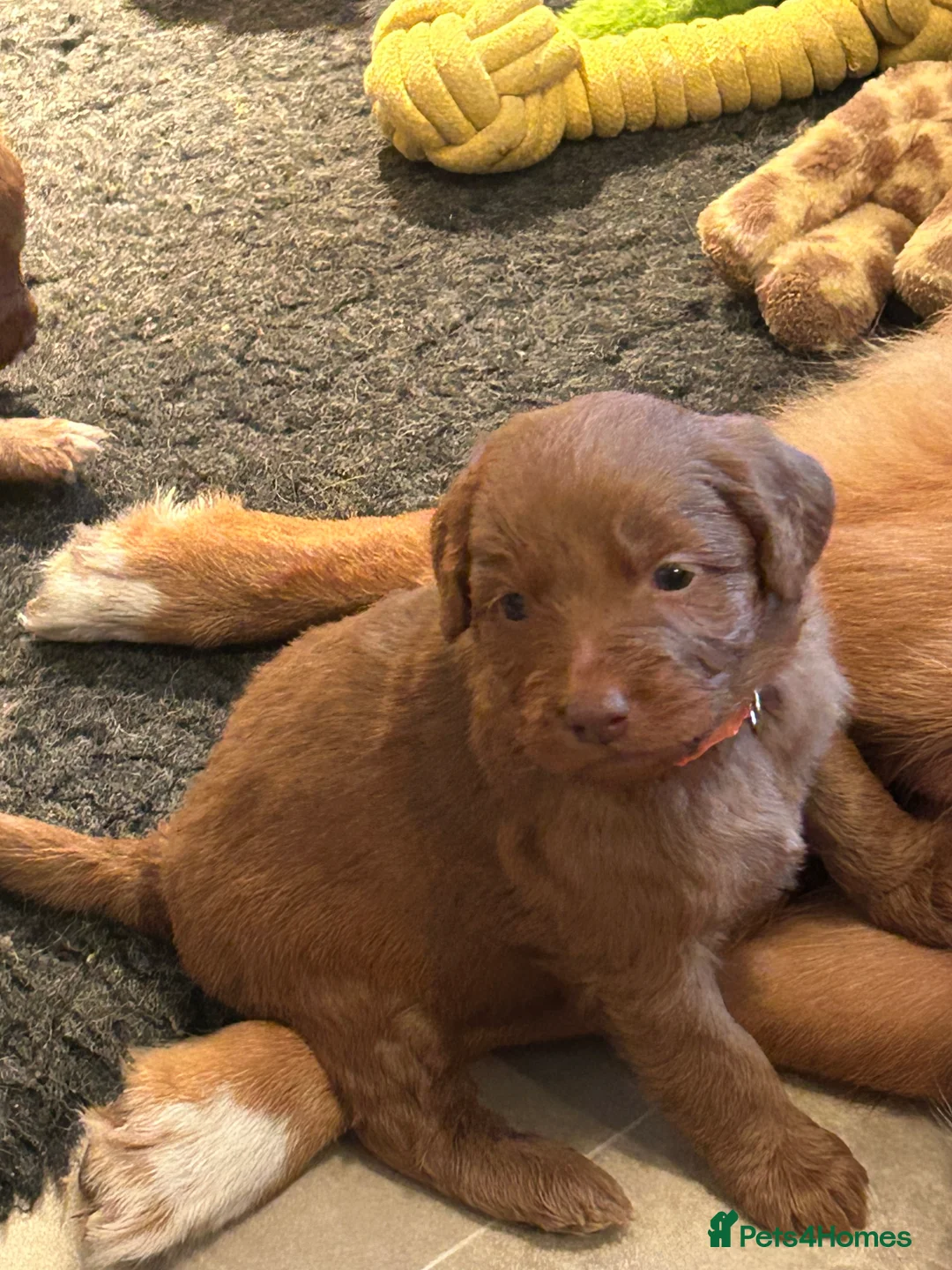 Mixed Breed dogs for sale: Red doodles - Advert 18