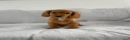 Cocker Spaniel dogs for sale: 4 outstanding cocker spaniels  - Advert 11