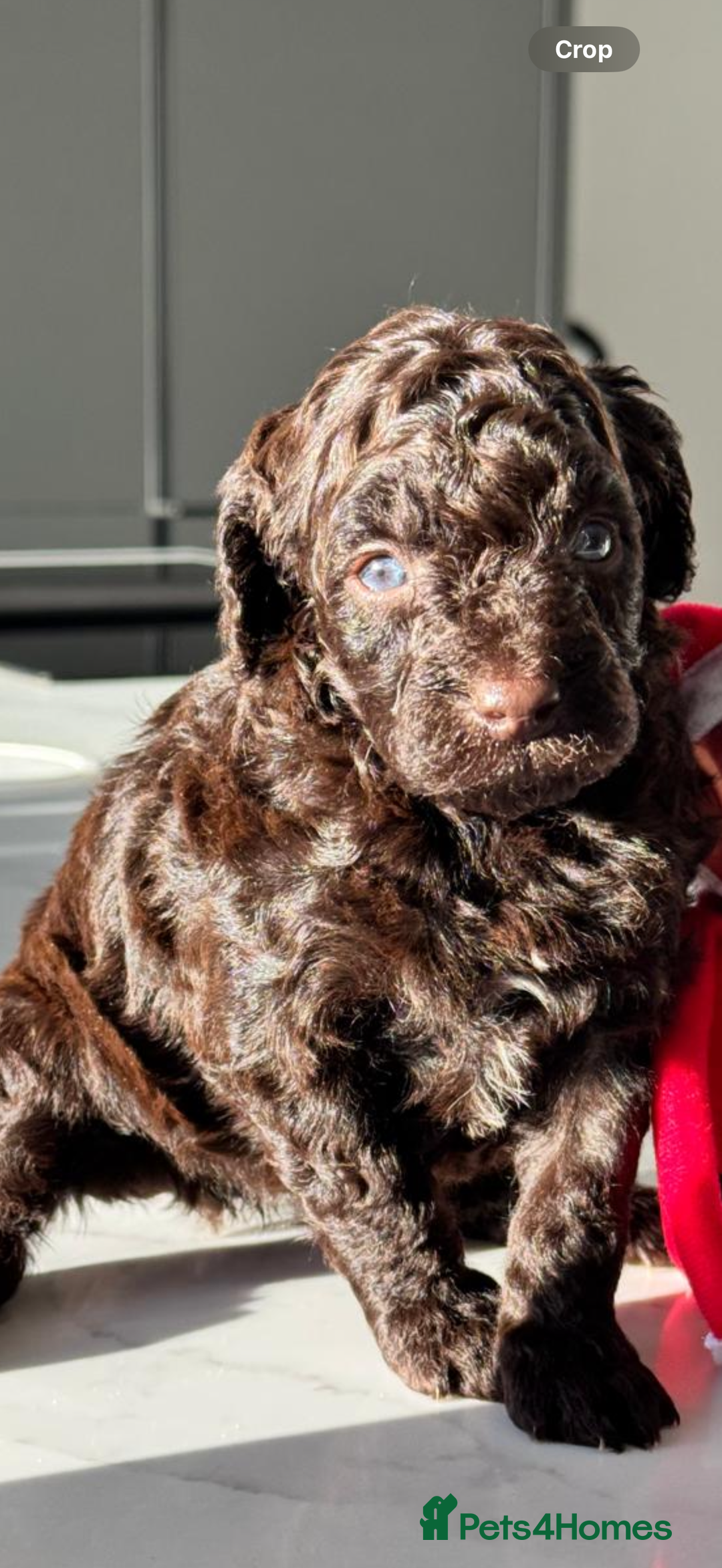 Cockapoo dogs for sale: Gorgeous Chocolate Cockapoo litter  - Advert 6