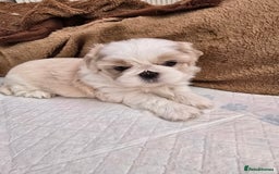 Shih Tzu dogs for sale: Hi my name is Maria  - Image 5