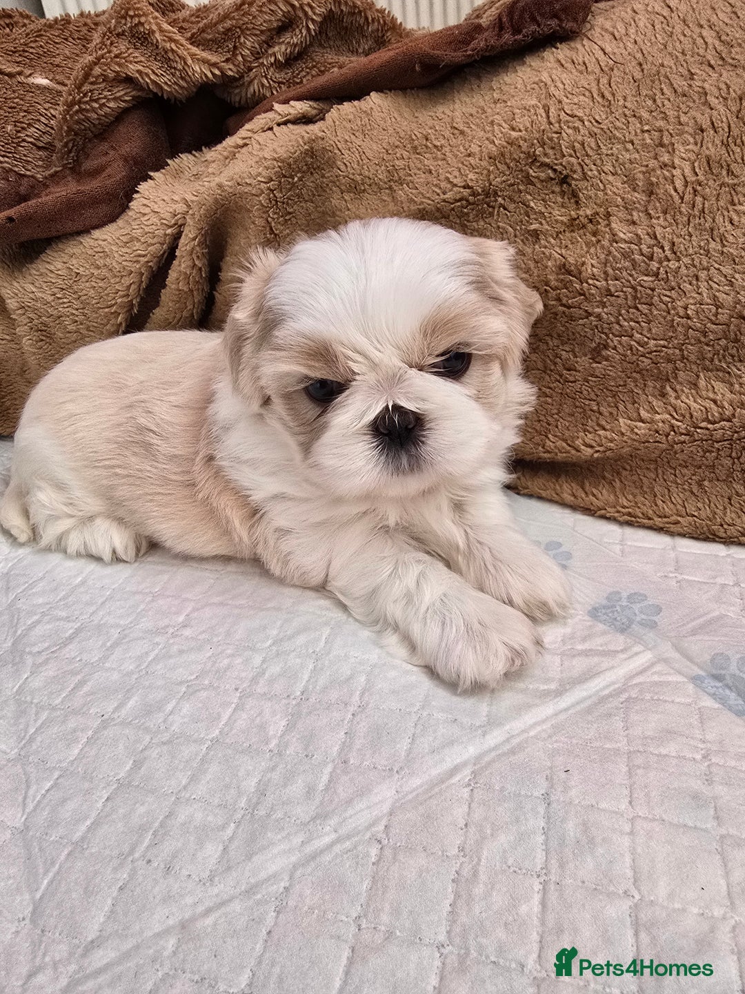 Shih Tzu dogs for sale: Hi my name is Maria  - Image 5