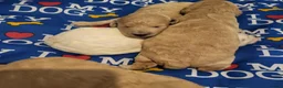 Cockapoo dogs for sale: Beautiful F1B toy cockapoos  in Leeds - Advert 12
