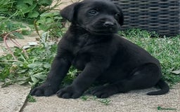 Labrador Retriever dogs for sale: Stunning labrador pups  - Image 6
