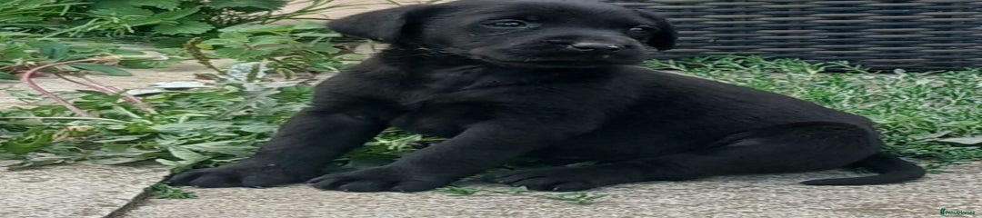 Labrador Retriever Puppy 2