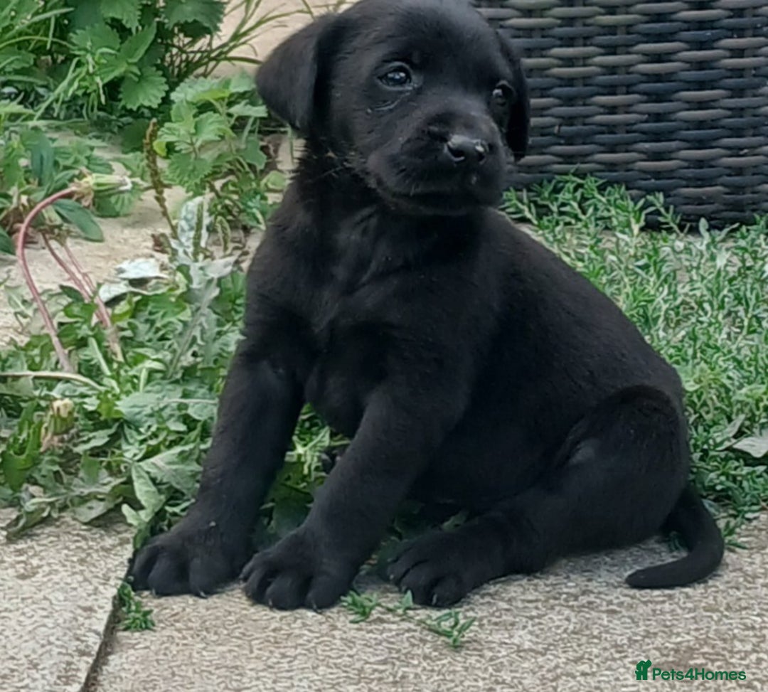 Labrador Retriever dogs for sale: Stunning labrador pups  - Image 6