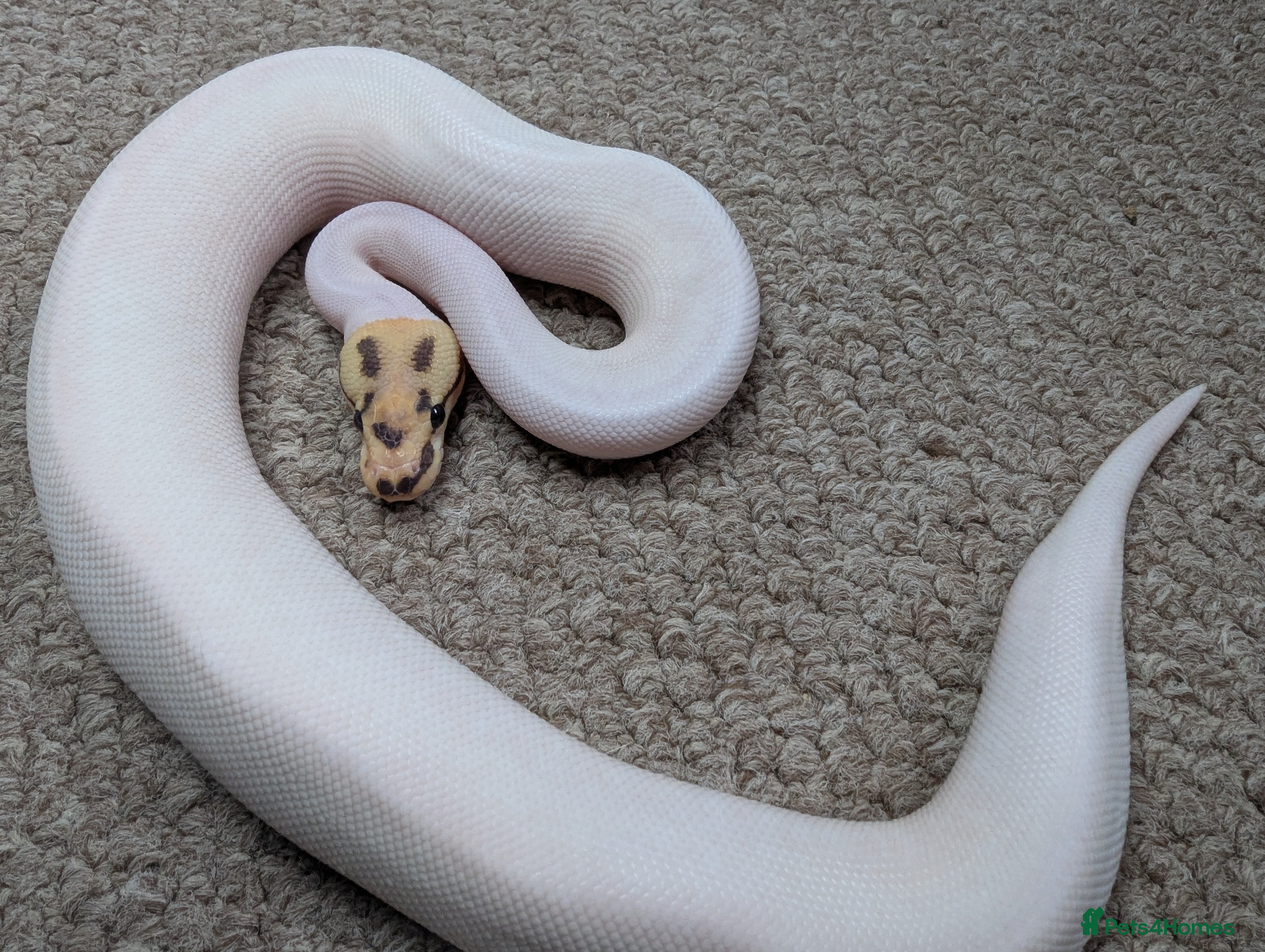 Python Snake reptiles Reduced 2025 Royal Pythons available  - Advert 1