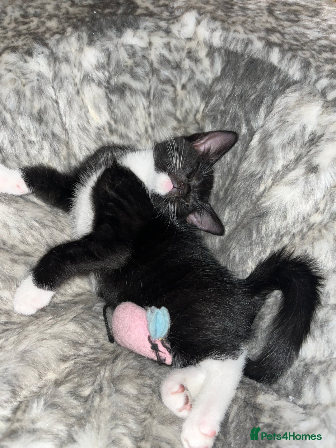 Mixed Breed cats for sale: Beautiful kittens ready for loving new homes.  - Image 26