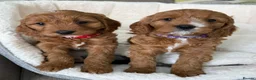 Cavapoo dogs for sale: Red and white F1 Cavapoo puppies - Advert 5