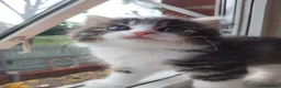 Ragdoll cats for sale: 4 Ragdoll Tabby Kittens in London - Advert 8