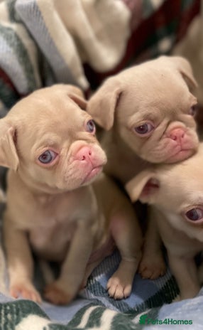 Pug dogs in London - Advert 5