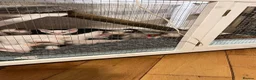 Siamese cats for sale: 🐾 Gorgeous Siamese Kittens 🐾 - Advert 15