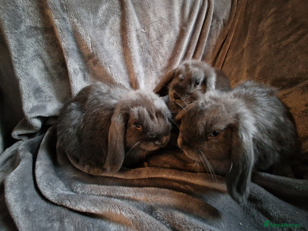 Mini Lop rabbits for sale: Cute Purebred Mini lops-Boys and girls available - Image 7