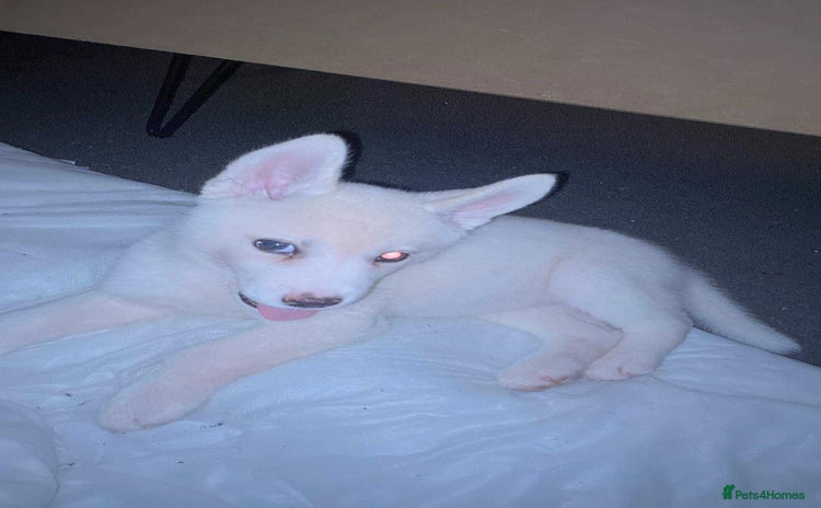 Siberian Husky dogs - Advert 3