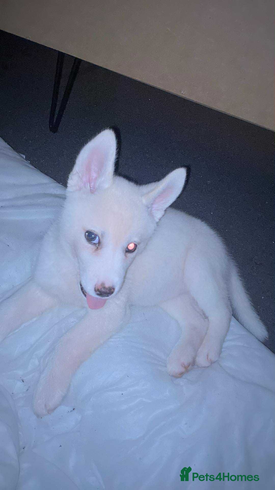 Siberian Husky dogs for sale: Husky for sale - Image 1