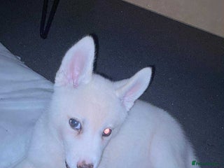 Siberian Husky dogs - Advert 29