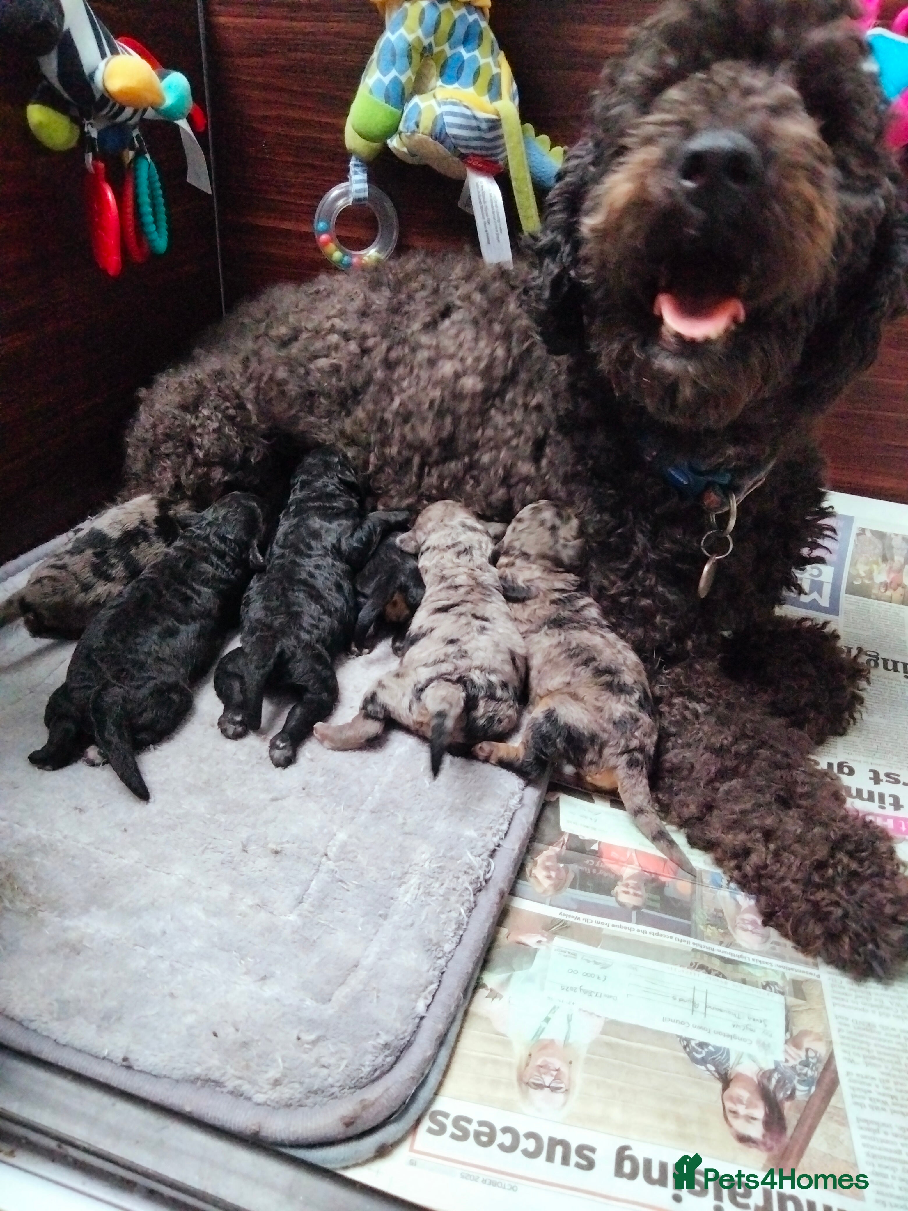 Cavapoo dogs Stunning F2B Cavapoo's Health Tested - Advert 5