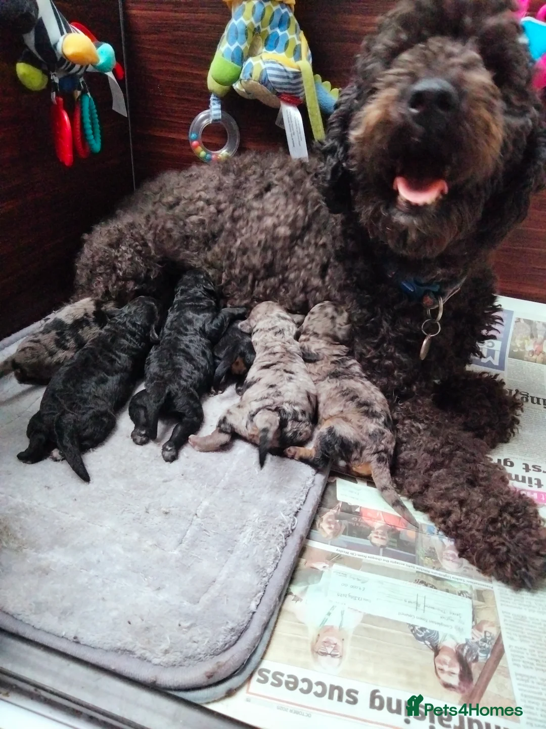 Cavapoo dogs for sale: Stunning F2B Cavapoo's Health Tested - Advert 15