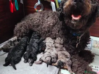 Cavapoo dogs Stunning F2B Cavapoo's Health Tested - Advert 15