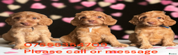 Cockapoo dogs for sale: WAITING LIST OPEN FOR SHOW SPANIELS AND COCKAPOOS - Advert 13