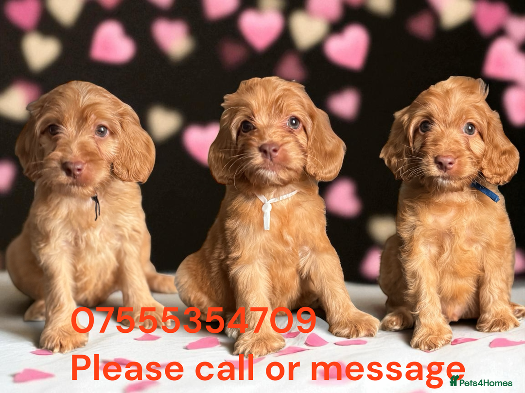 Cockapoo dogs for sale: WAITING LIST OPEN FOR SHOW SPANIELS AND COCKAPOOS - Advert 13