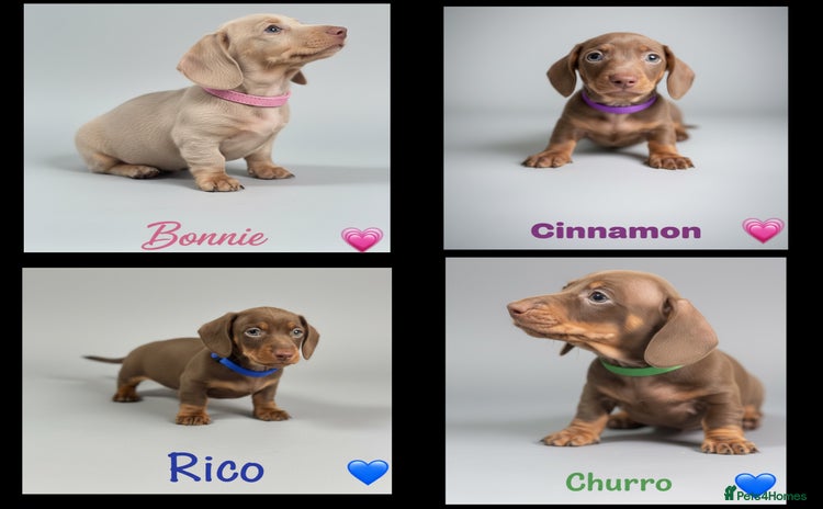 Dachshund dogs - Advert 6