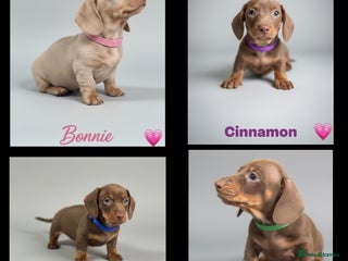 Dachshund dogs - Advert 4