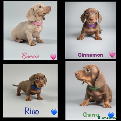 Dachshund dogs - Advert 1