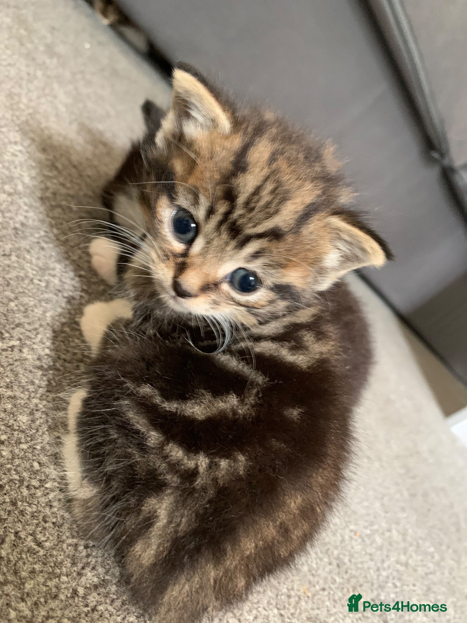 Mixed Breed cats Garfield  - Advert 10