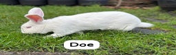 New Zealand rabbits for sale: Rabbits New Zealand white Breeding Pair, Adult - Advert 7