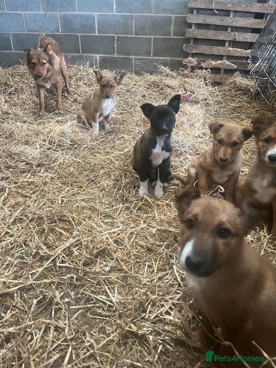 Border Collie dogs for sale: 5 border collie - Image 2