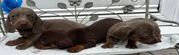 Dachshund dogs for sale: Ready to leave Daschund puppies🐶💙 - Advert 5