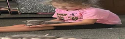 French Bulldog dogs for sale: 🐾Outstanding litter of 6 💙💖 - Advert 4