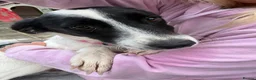 Mixed Breed dogs for adoption: Rama - Norwich Norfolk  - Advert 11