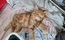 Turkish Angora cats for sale: Beautiful Fluffy Kittens Looking for Loving Homes - Image 8